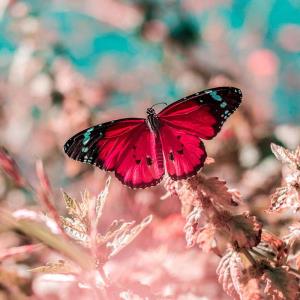 Festival Keindahan Kupu-kupu Dua Tahunan